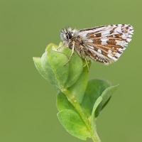 Grizzled Skipper 4 